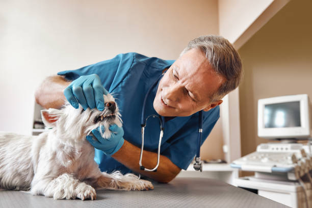 Best 24-Hour Emergency Dentist in Webberville, MI